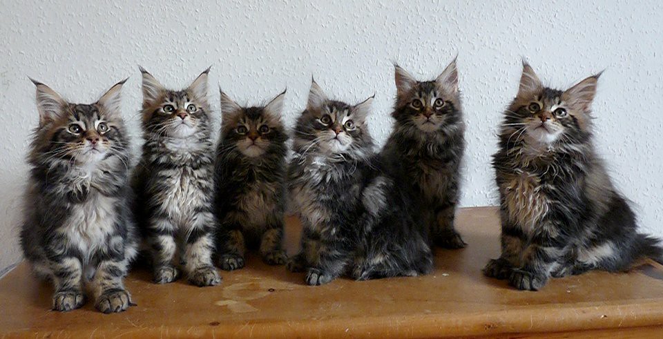 Maine Coon kittens at 10 weeks | Super Six at 10 weeks old. … | Flickr