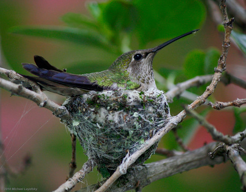 Nesting Anna's hummingbird by Michael Layefsky