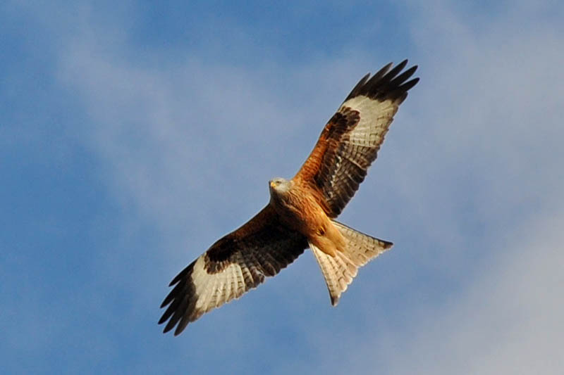 Heath Mynd kite by geoffspages