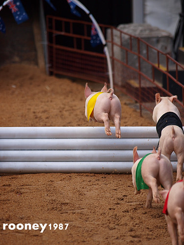 Pig Racing, Eastershow 2010 | by rooney1987