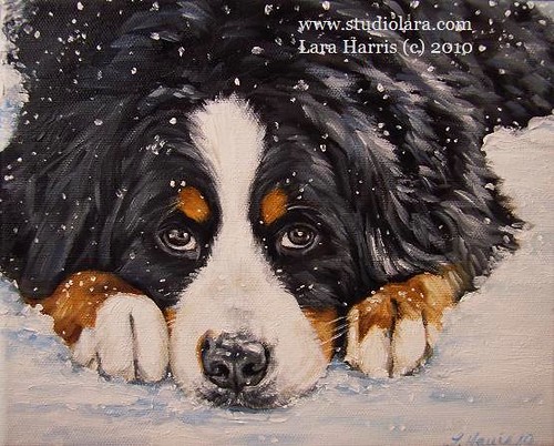 Bernese Mountain Dog Portrait Painting in Oil | by studiolara316