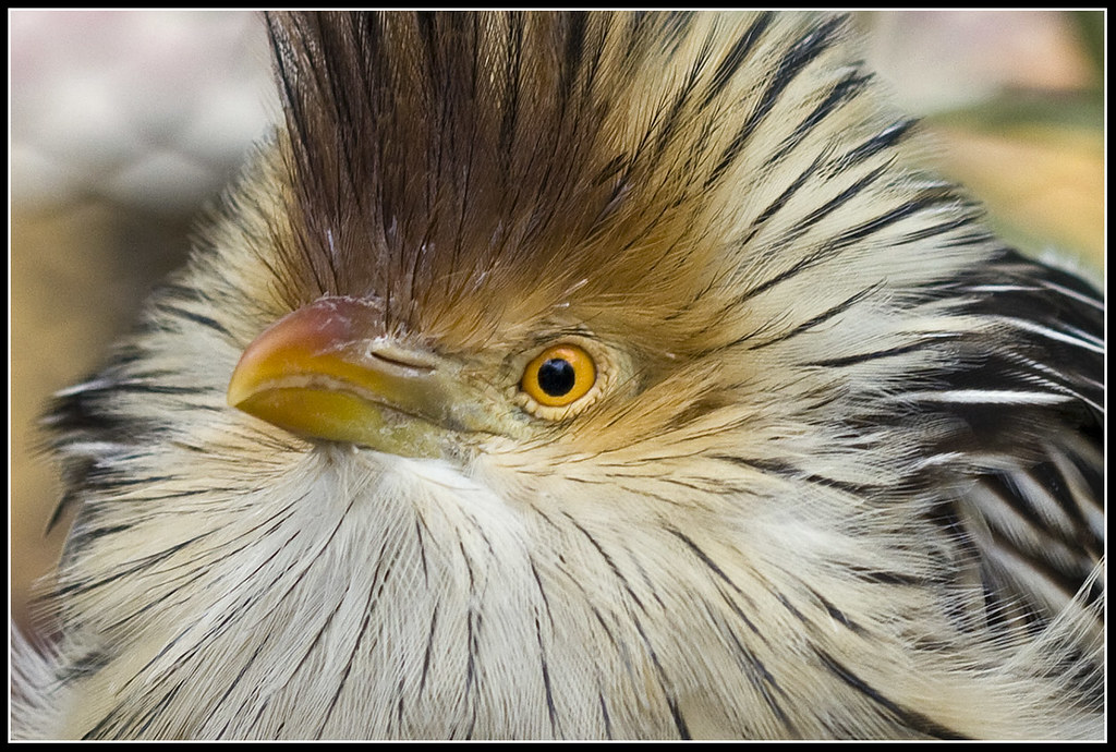 Cuckoo Bird - Guira Cuckoo | I love this bird's hair :o) ...… | Flickr