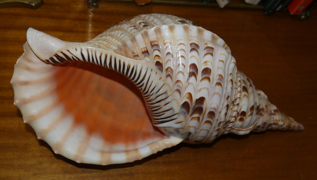 This conch shell was sold to me today at the Barrie Antiques Centre