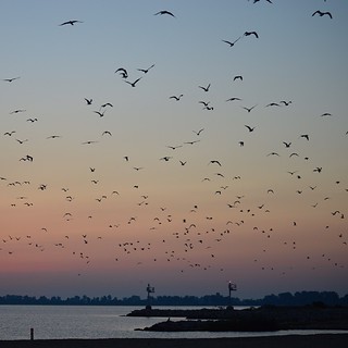 All of the sudden, they all took flight #seagulls #maumeebaystatepark #summer #sunrise #ohio #nwohio #oregon #tekkbabe859 #blondebetweenthemountains