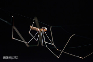 Daddy-long-legs spider (Pholcus kohi) - DSC_2526