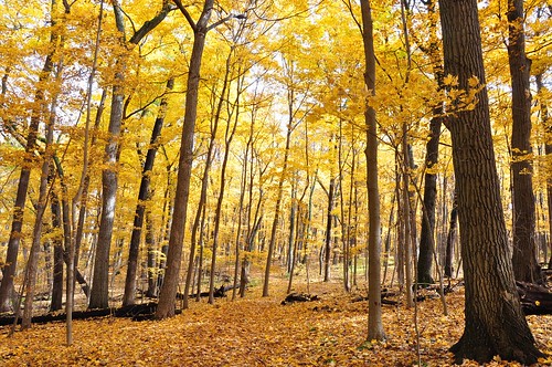 morning autumn light fall leaves forest golden leaf woods path hike trail mortonarboretum eastwoods