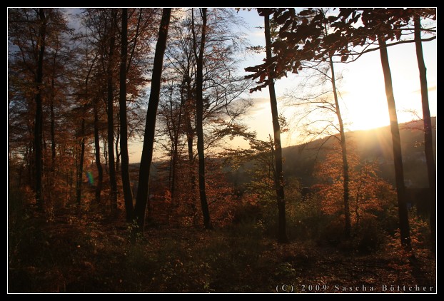 Autumn forest I