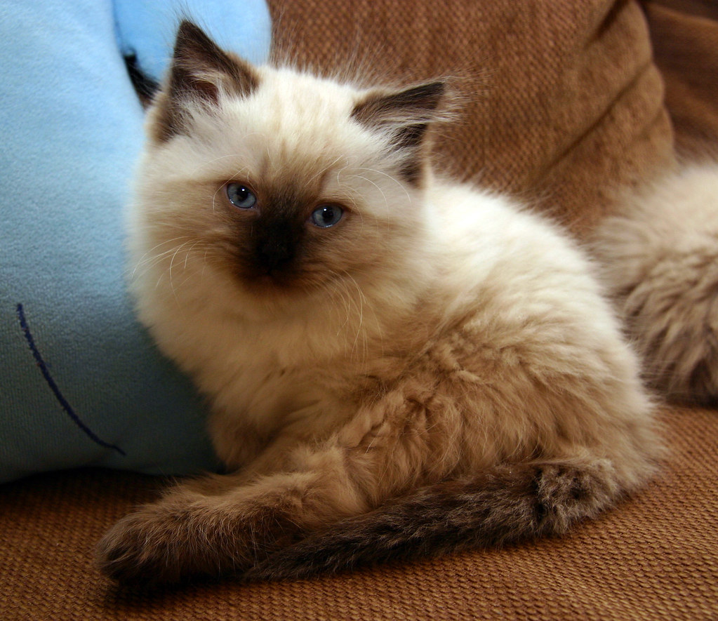 Seal colorpoint ragdoll | 7-week-old seal colorpoint Ragdoll… | Flickr