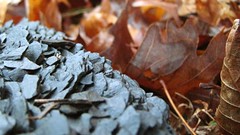 coal leaves