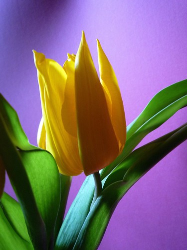 flowers flower leave fleur leaves fleurs jaune petals ngc violet pétale feuille tulipe violine tige