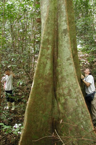 Mon, 10/26/2009 - 16:38 - Giant Ficus in 24-ha plot.
Credit: CTFS