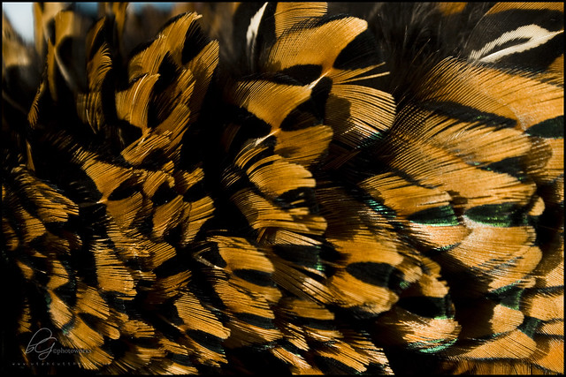 MT_BH_Pheasant_feathers_001