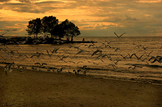 Seagulls at Hamlin Beach