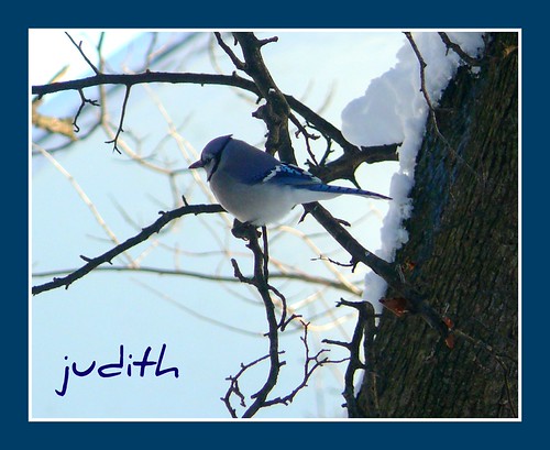 I'm Blue | by Judecat (back in Wildwood)