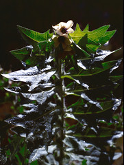 Jusquiame noire (Hyoscyamus niger, solanacée)