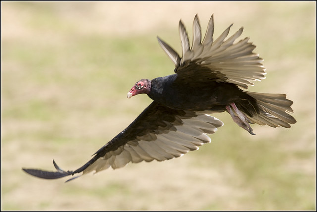 Vulture (Turkey) - 0252