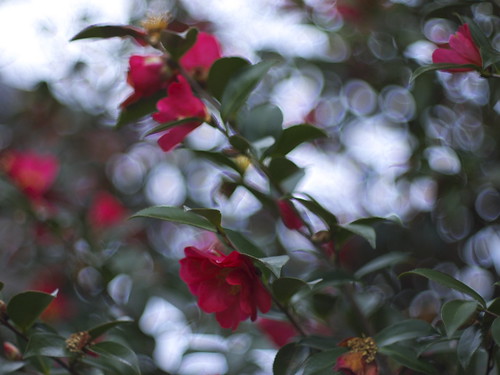 camellia in boisterous bokeh by slowhand7530