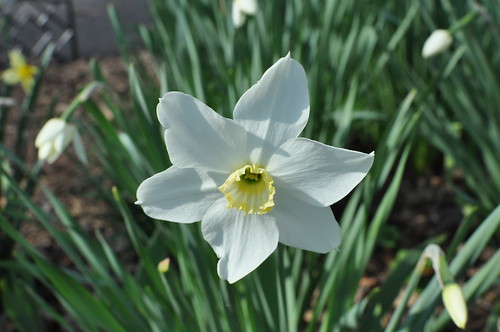 April Flowers, Virginia | Spring in our garden. April 2010, … | Flickr