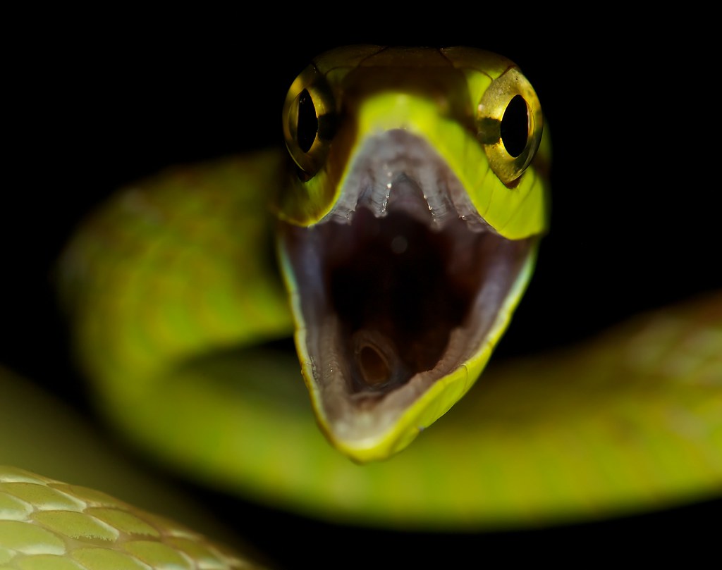 Что значит увидеть змею