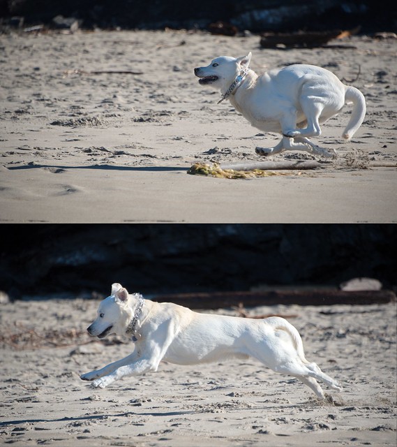 Goberian Running in the Sand - Nikon D750 - AFS Nikkor 28-300mm 1:3.5-5.6G VR