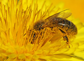 Pollen | by nutmeg66