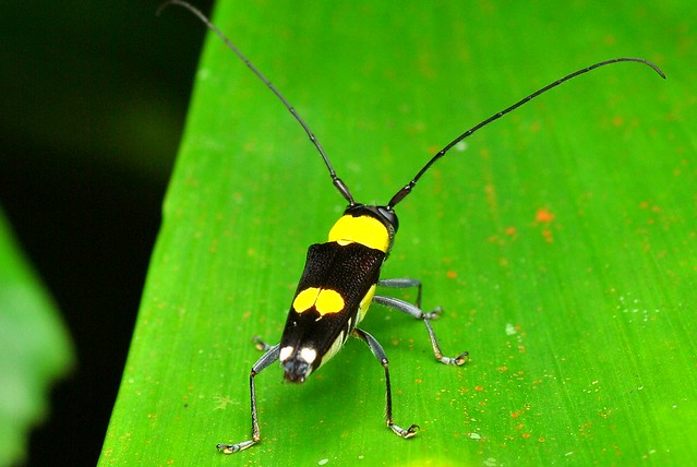 Yellow-Black Longhorn Beetle - Rimba Herba Perlis