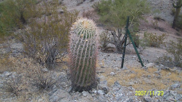 First born cactus