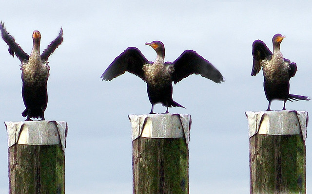 Cormorants directing traffic