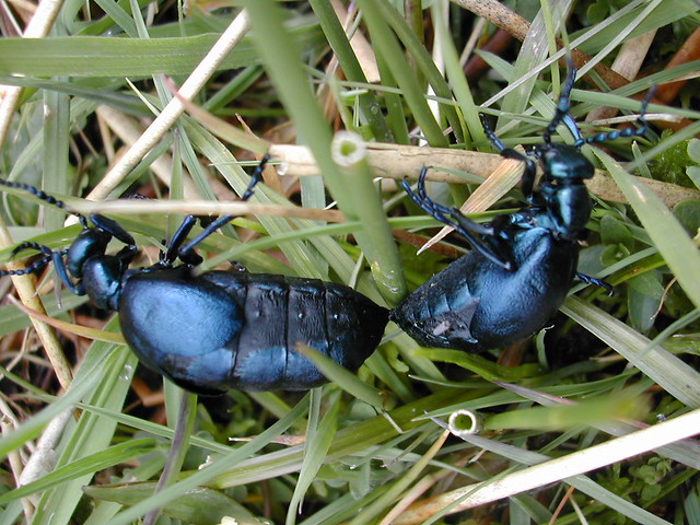 Mating Violet oil beetles