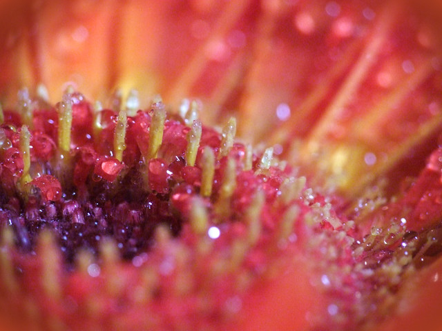 gerbera with droplets