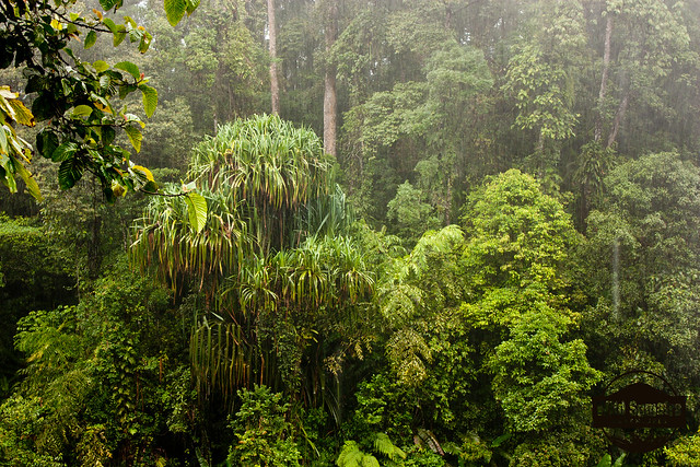 In the Rainforest, It Rains