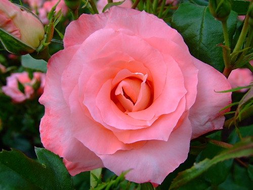 Rose | yewchan | Flickr