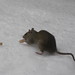 Flickr photo 'Rattus norvegicus (Brown Rat / Bruine rat)' by: Bas Kers (NL).