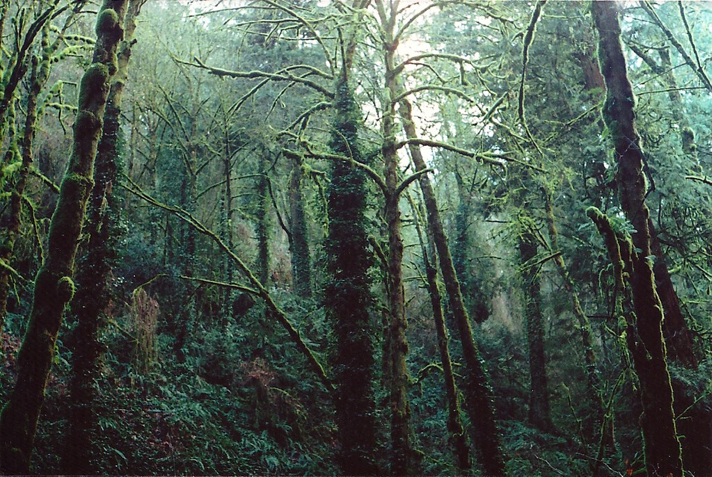 Хантер лес