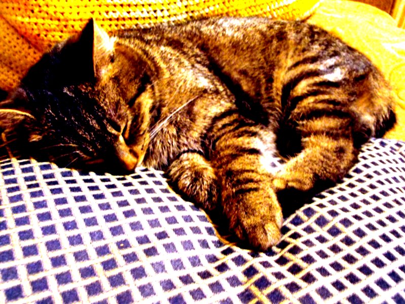 Katinas Koksas miega