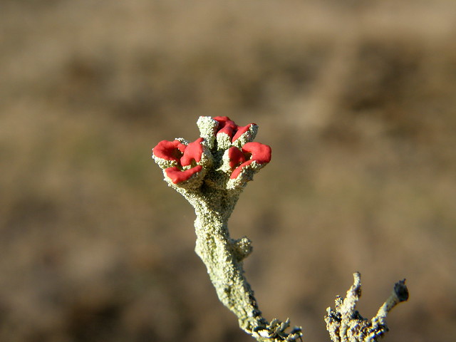 Cladonia floerkeana (Bengal Match Lichen / Rode heidelucifer)