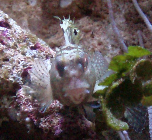 Blennius ocellaris (7-8-09 Aquarium de La Rochelle)