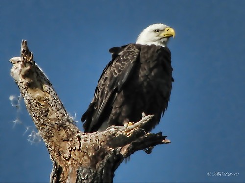 American Bald Eagle in the Wild by noble upchurch