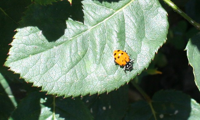 Ladybug on rose leaf