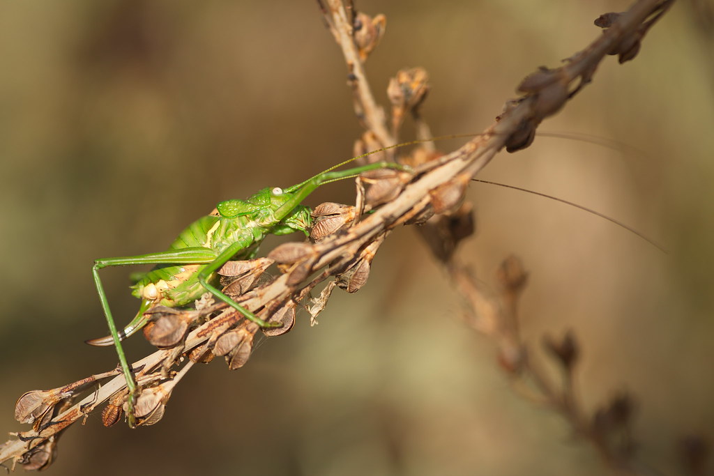 Bush Cricket (Ephippiger ephippiger fem.)