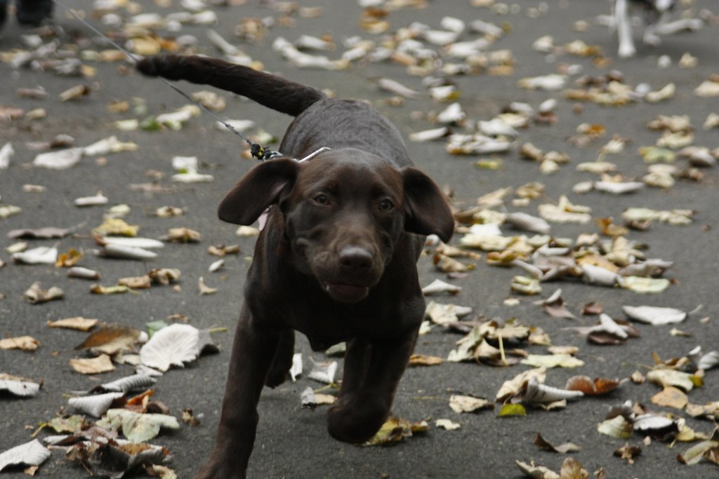 Weeeeeeeeee | hehehe when I think of Choccie Labs from now o… | Flickr