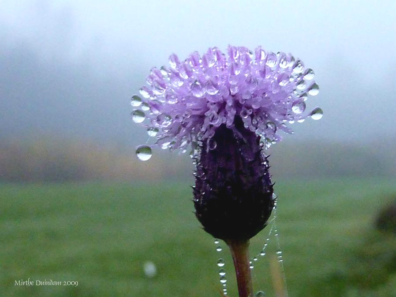 Misty drops by Mirthe Duindam