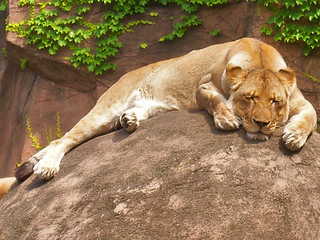 Lion at Brookfield ZOO, IL