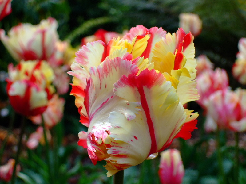 All sizes | Tulip | Flickr - Photo Sharing!