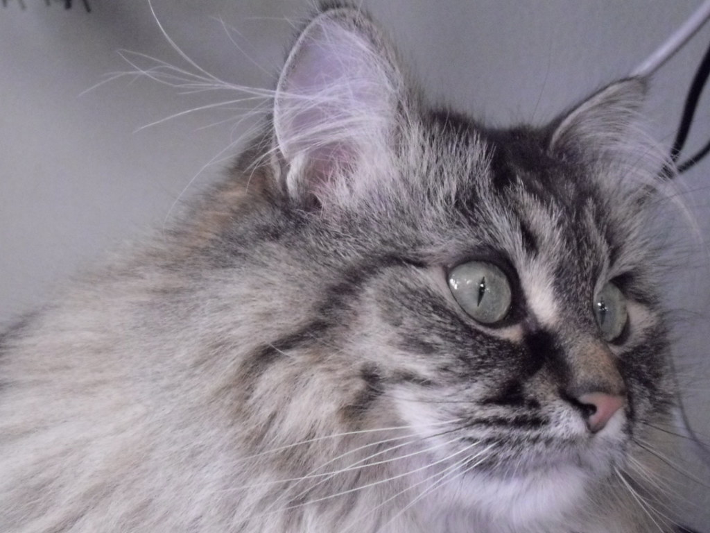 15 canadian cats to follow on tiktok and siberian cat ears siberian cat hypoallergenic