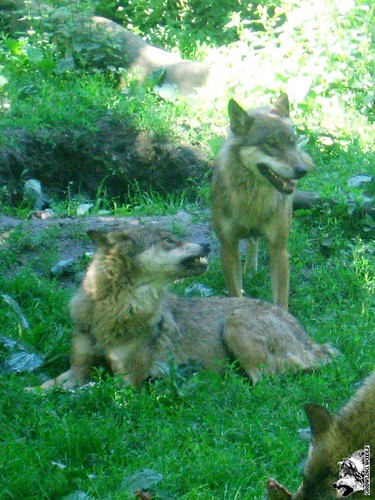 Wolves | by Growling.Wooolf