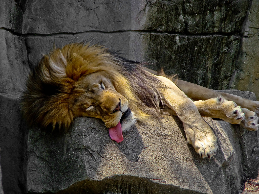 sleeping lion.