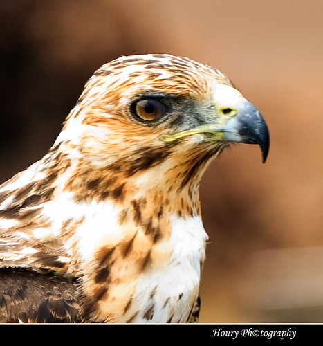 Galapagos Hawk!! by Houry Photography -on/off