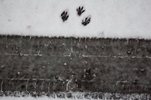 Rabbit footprints