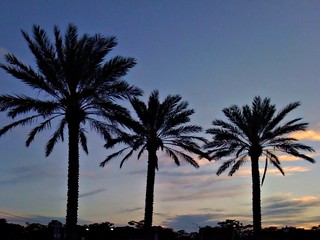 Evening Palms